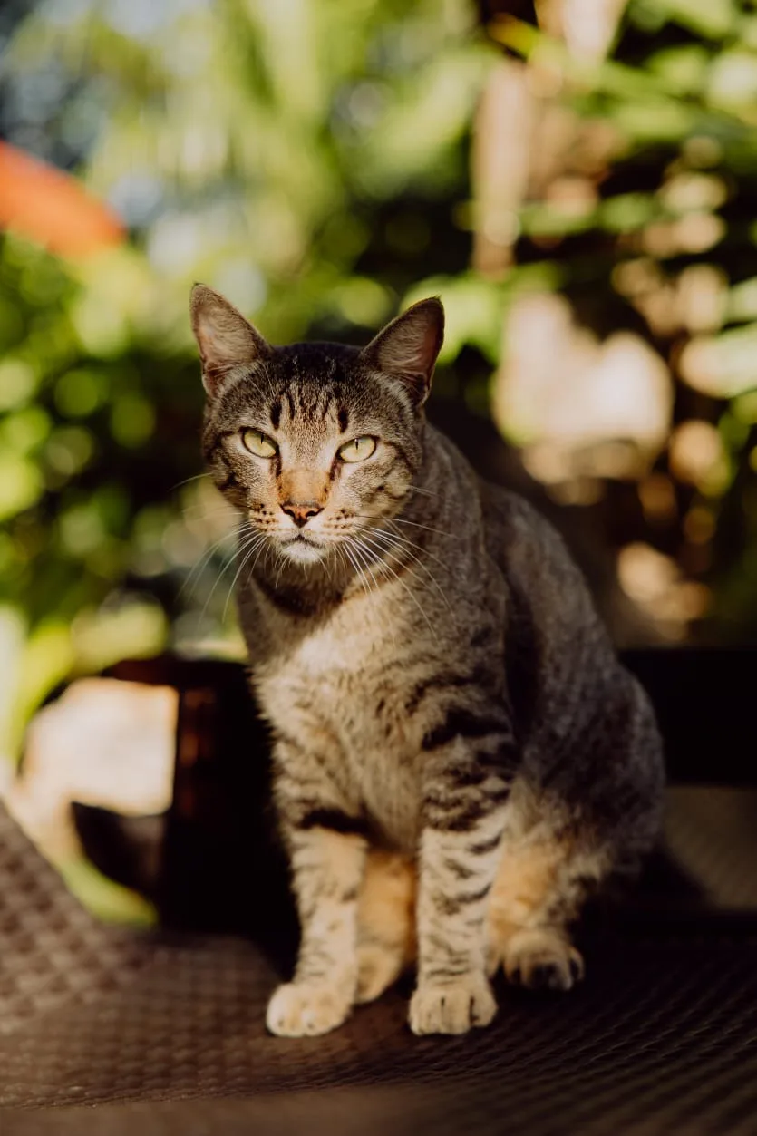Chiku the cat