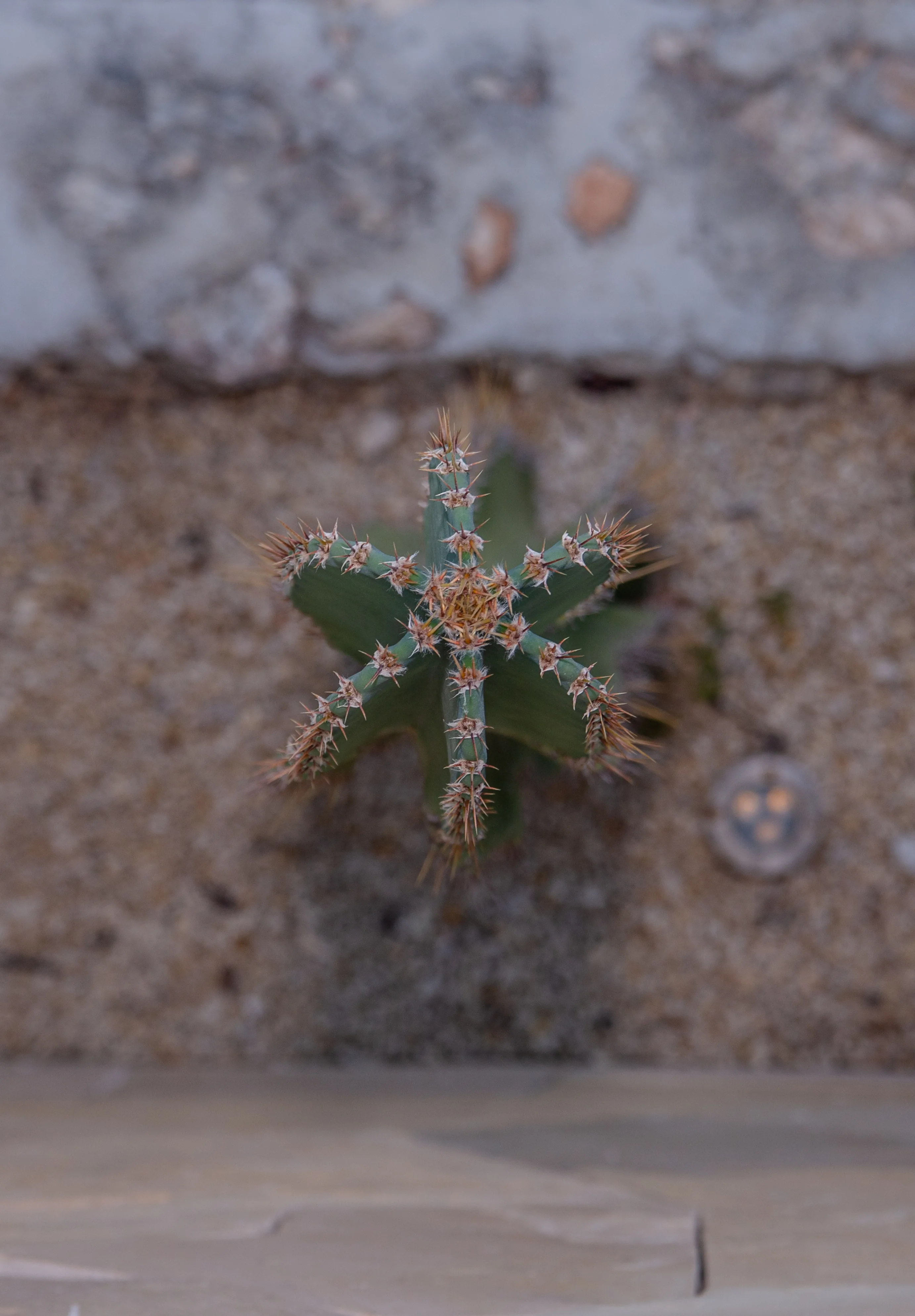 Cactus from above