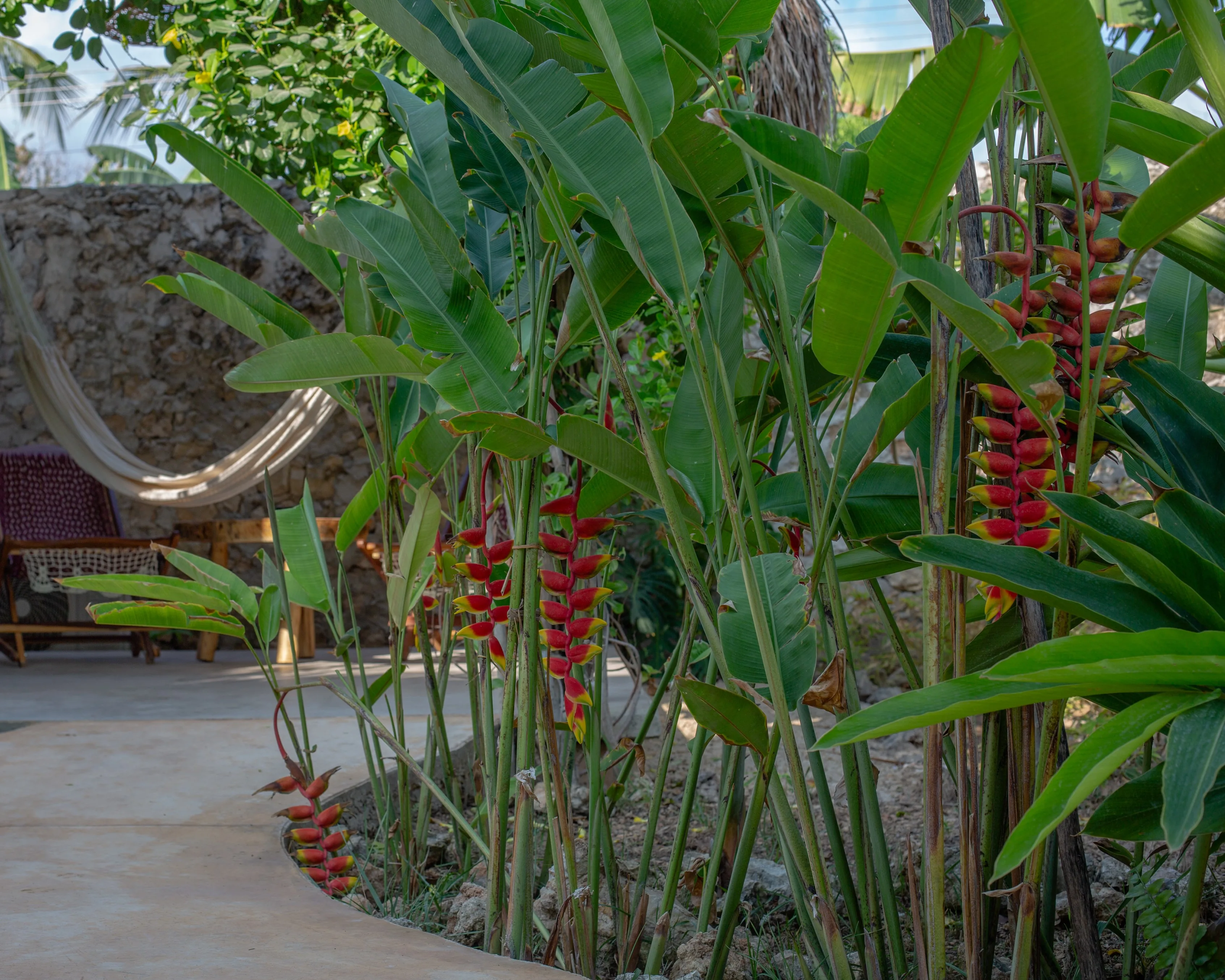 Red and yellow lobster-claw heliconia along the garden path
