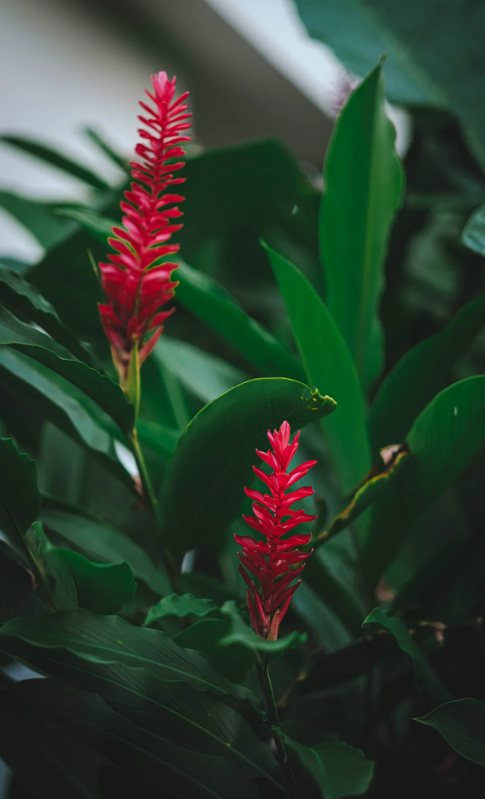 Tropical red ginger flowers