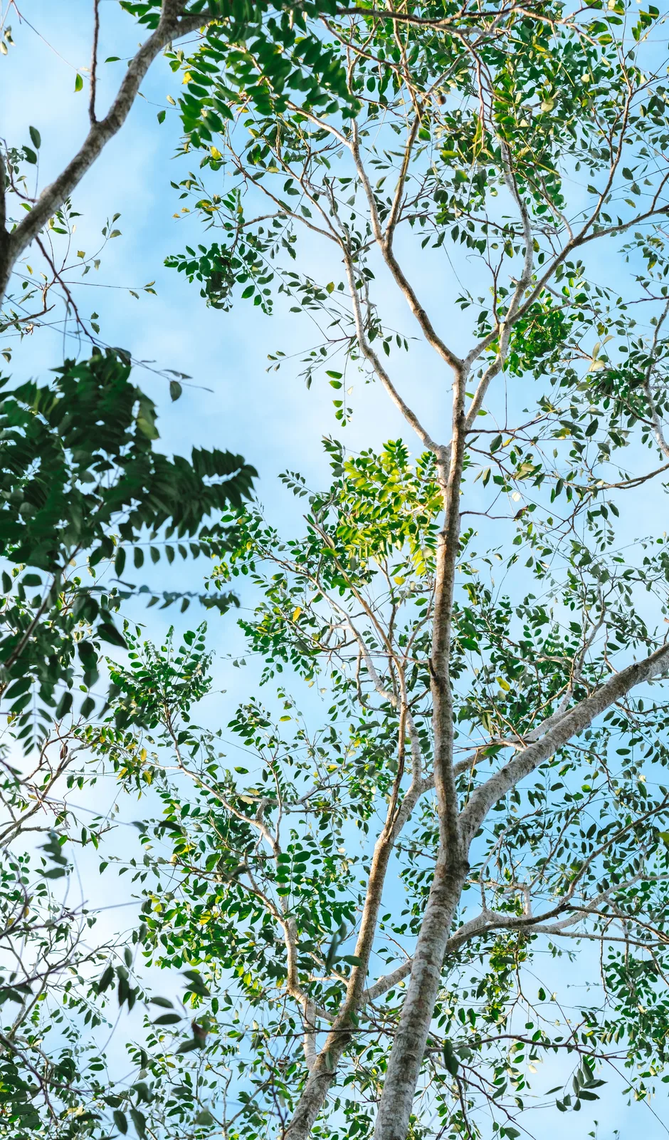 Garden canopy birdwatching
